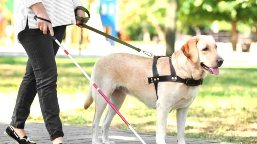 A essencialidade do cão-guia para a inclusão de deficientes visuais  
