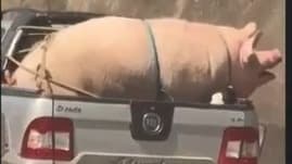 Transporte irregular de animais flagrado em rodovia de São Paulo