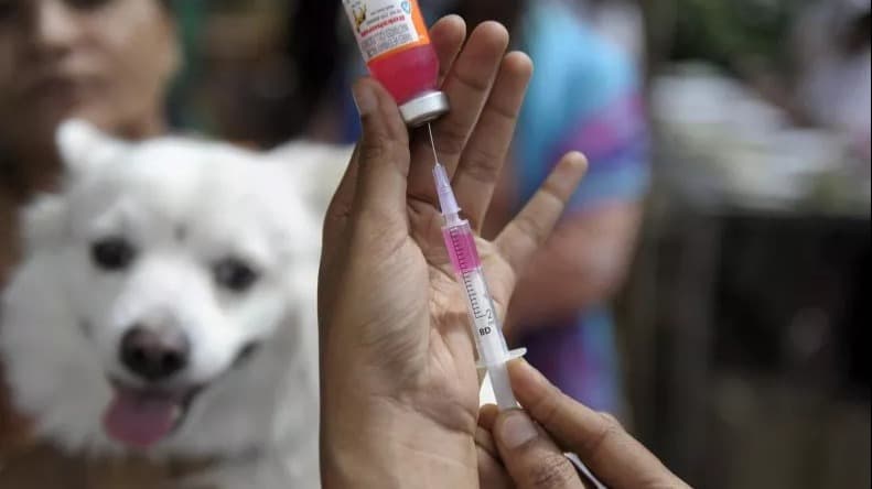 Fabriciano inicia vacinação antirrábica de cães e gato