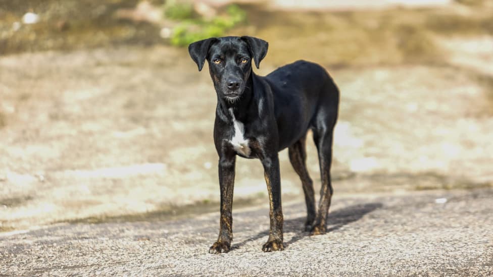 Campanha para imunizar cães e gatos em Porto Velho começa nesta segunda-feira