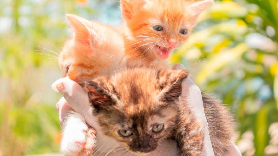 Prefeitura leva 16 animais para adoção neste domingo 