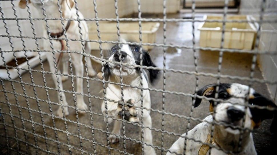 Feira de Adoção de animais volta à Rua Aberta neste domingo 