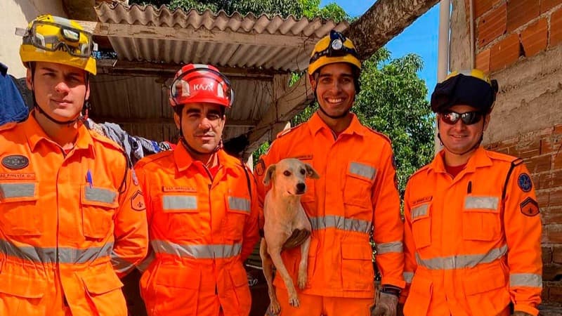 Bombeiros salvam cachorro em situação de risco em Fabriciano