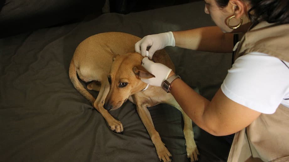 Fabriciano faz encoleiramento de cães para controle e prevenção da Leishmaniose