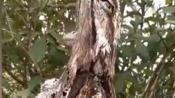Vídeo de ave completamente camuflada em árvore viraliza nas redes sociais