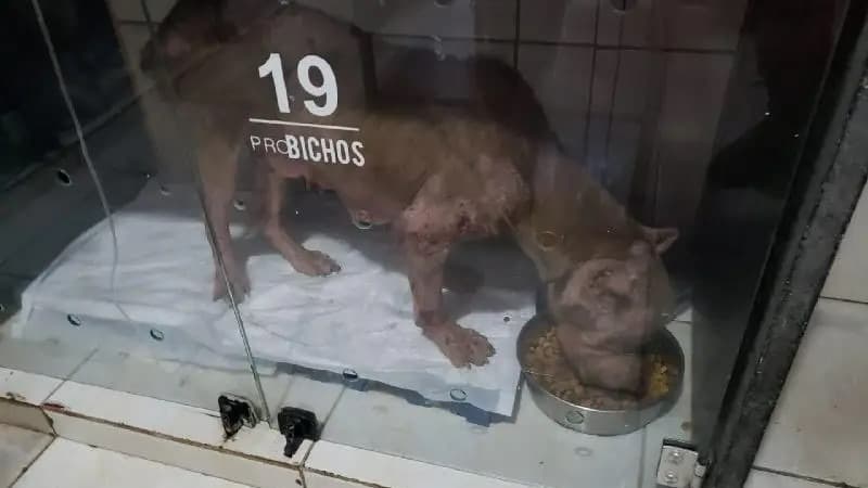 Resgate urgente: Pit bull em condição crítica é salvo após ataque de urubus em Minas