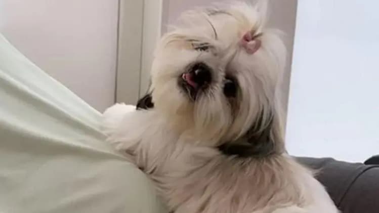 Cadela retorna de pet shop com língua cortada após banho e tosa  