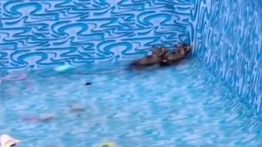 Inusitado: mãe encontra ratos dentro de piscina dos filhos no RJ