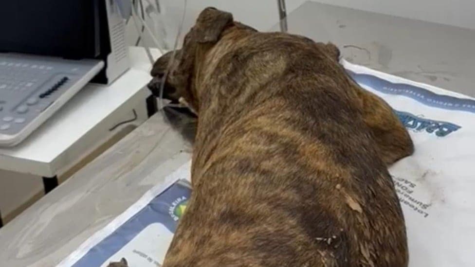 Populares resgatam cadela espancada em Governador Valadares