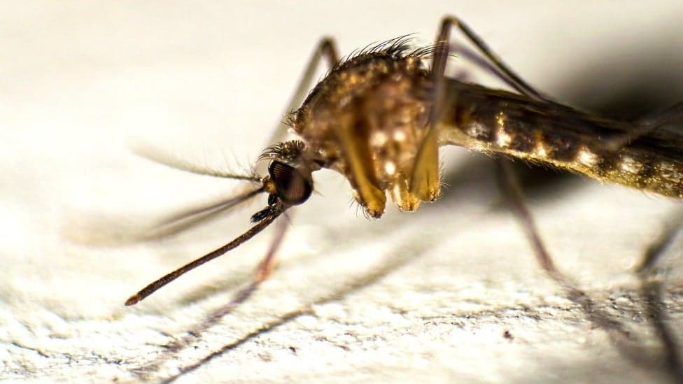 Casos de dengue ultrapassam 1 milhão no estado de São Paulo em 2024