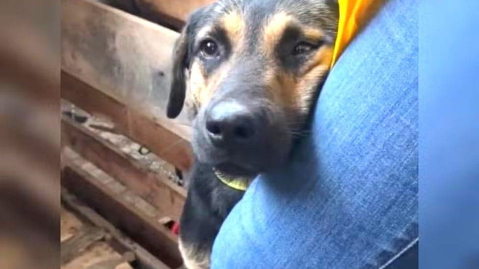 Resgate emocionante: Cachorro agradece veterinária com abraço no Rio Grande do Sul