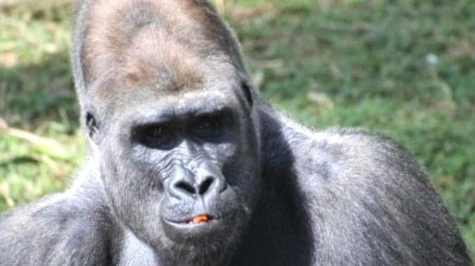 Gorilas de Belo Horizonte são transferidos para novo lar em São Paulo