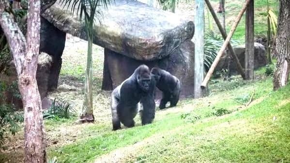 Família de gorilas é transferida para parque de preservação em SP