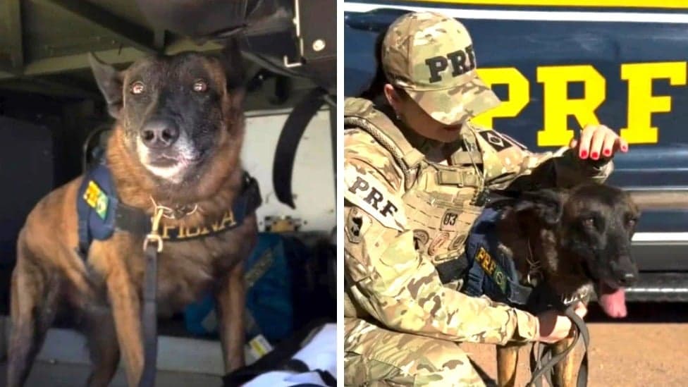 Fiona, a cadela policial, se aposenta após seis anos de serviço