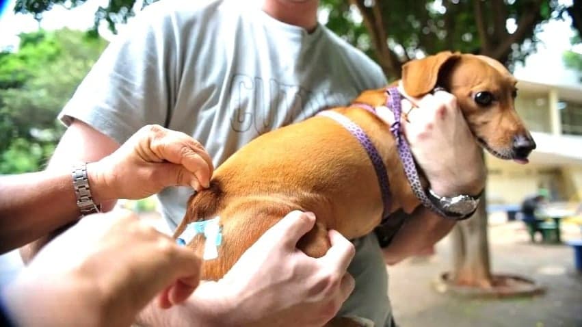 Cães e gatos são vacinados em Contagem após casos de raiva em morcegos