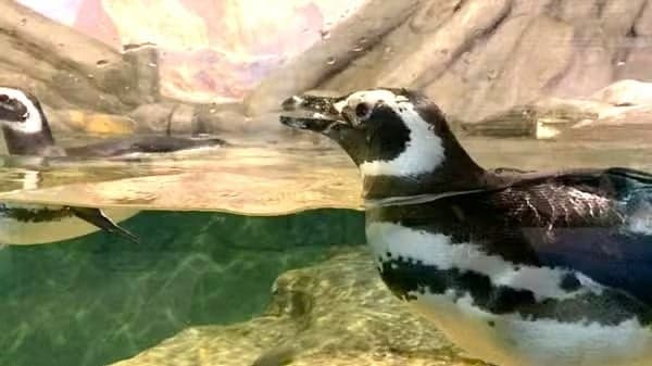 Novidade no lazer: pinguins-de-magalhães chegam ao Zoológico de São Paulo após 15 anos