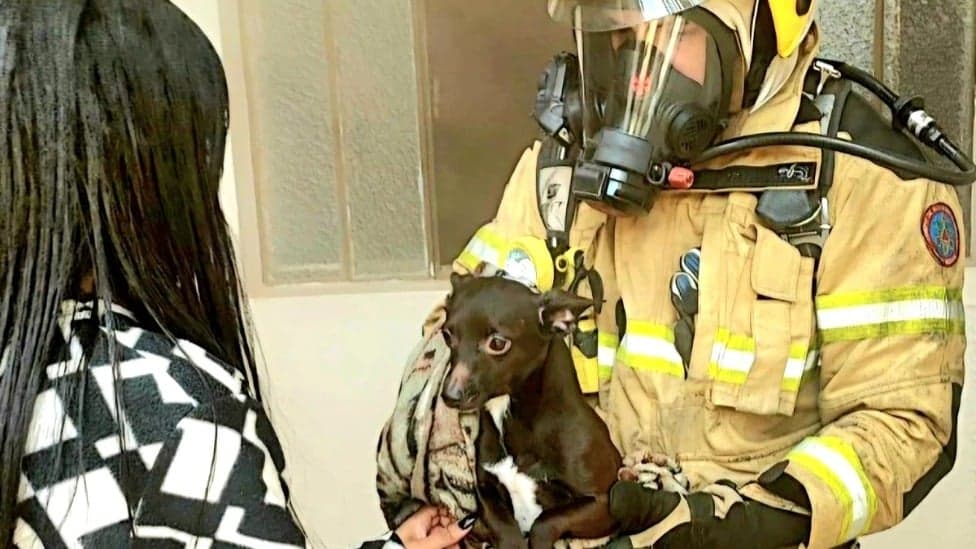 Bombeiros resgatam cachorro durante incêndio em Minas Gerais