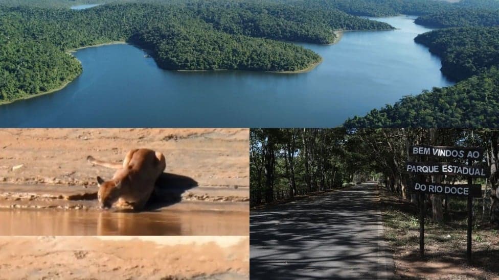 Parque Estadual do Rio Doce comemora 80 anos com grande biodiversidade e atrações turísticas