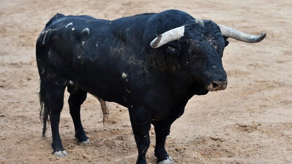 Mulher morre pisoteada por touro em Santa Catarina