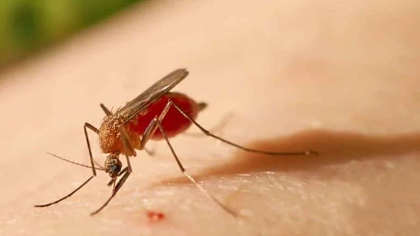 Ministério da Saúde confirma mortes inéditas por febre oropouche no Brasil