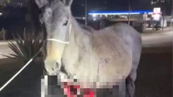 Acidentes em rodovias de MG deixam cavalos gravemente feridos