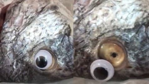 Peixaria é fechada por utilizar olhos de plástico em peixes para simular frescor