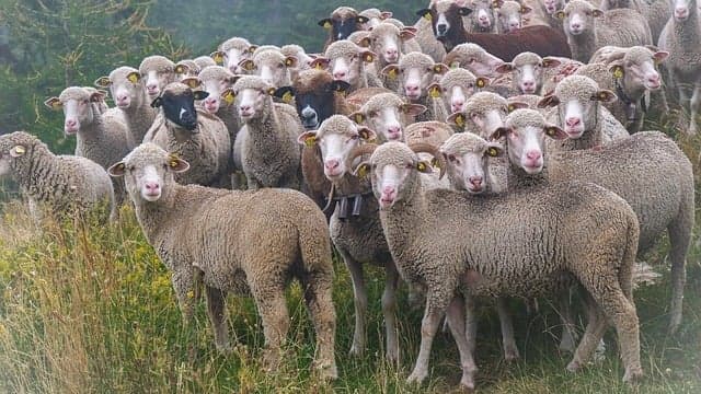Ovelhas devoram 100 kg de maconha em fazenda na Grécia