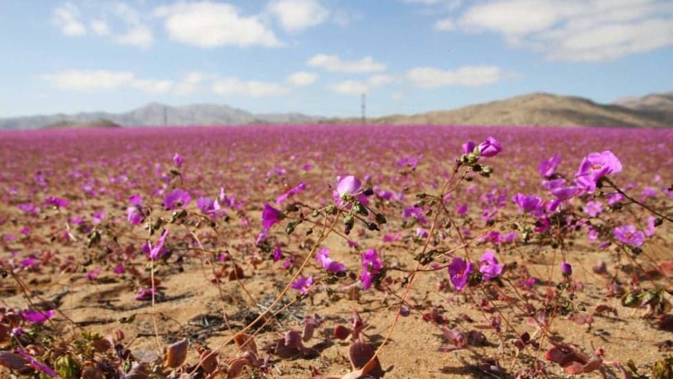 Chuva rara faz florescer o deserto mais seco do mundo