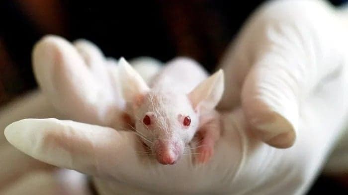 Cientistas criam ratos mais parecidos com humanos; saiba mais 