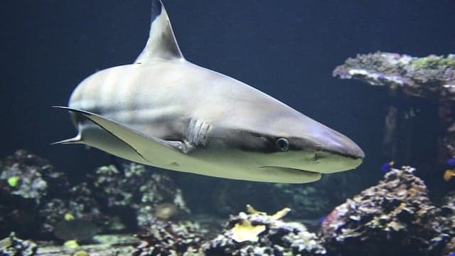 Pesquisadores descobrem quatro novas espécies de tubarões que podem 'andar'