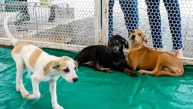 Tarcísio sanciona lei com vetos sobre venda de cães e gatos em SP