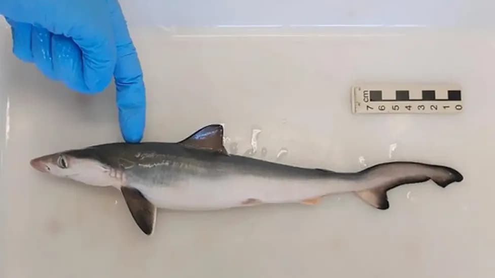 Tubarões contaminados com cocaína são encontrados no Rio de Janeiro