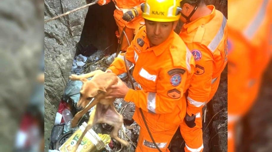 Bombeiros de Minas Gerais resgatam cachorro preso em buraco de 10 metros