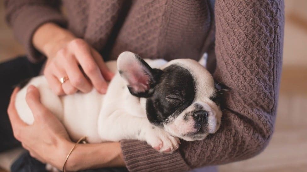 Cães conseguem farejar o estresse dos humanos, aponta pesquisa