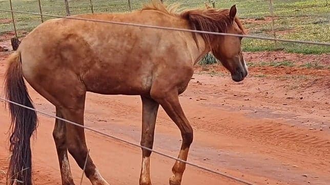 Homem toma tadalafila e morre após coice de égua enquanto tentava ato sexual com animal