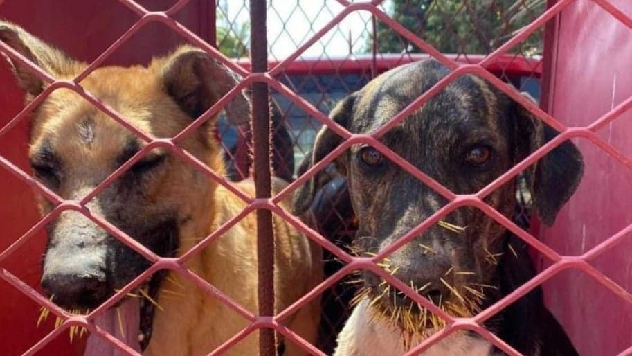 Cachorros atacam ouriço-cacheiro e ficam feridos por espinhos em MG