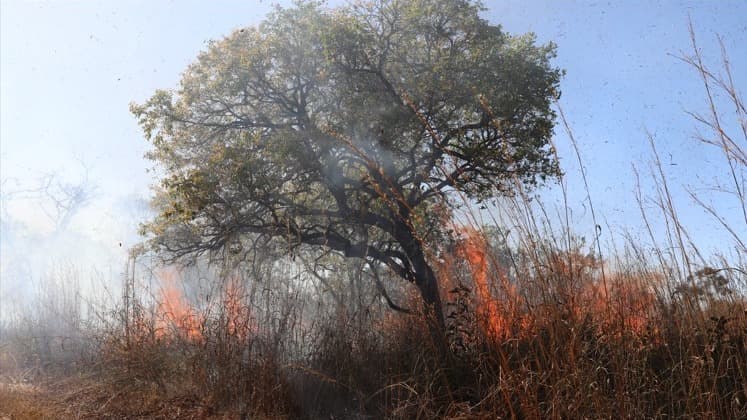 Incêndio na Floresta Nacional de Brasília é extinto após consumir 40% área protegida