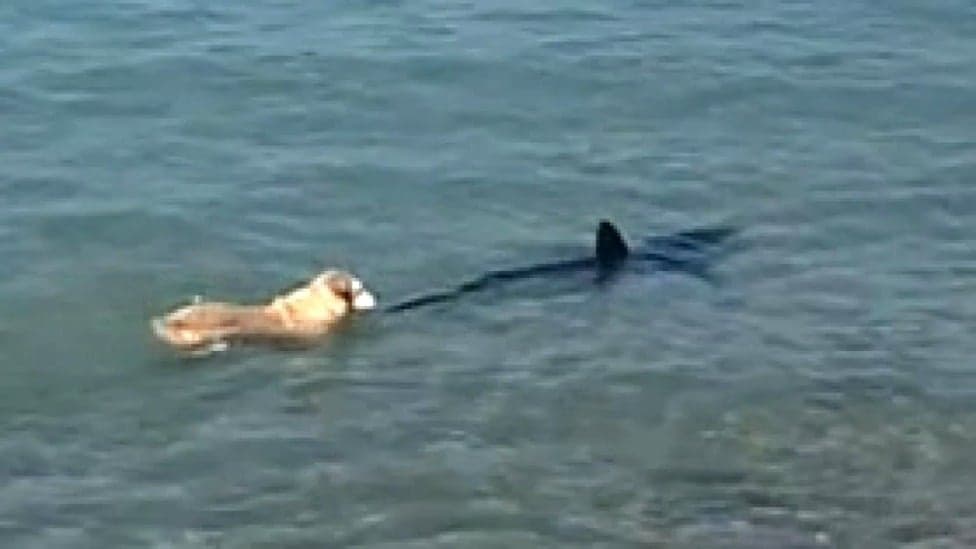 Cachorro surpreende ao morder cauda de tubarão em praia na Espanha