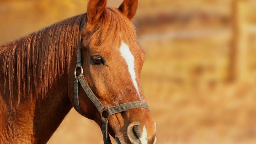 Câmara aprova multa para maus-tratos contra cavalos e outros equídeos