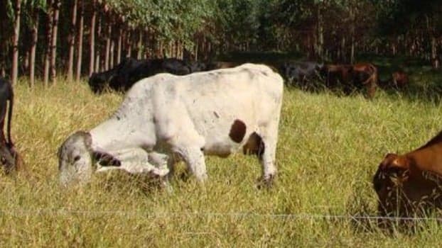 Emater-MG alerta para cuidados com rebanho bovino no período seco