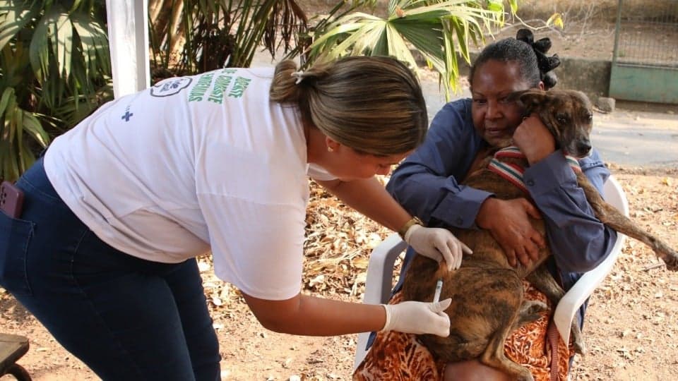 Timóteo terá postos de vacinação contra raiva para cães e gatos; saiba mais 