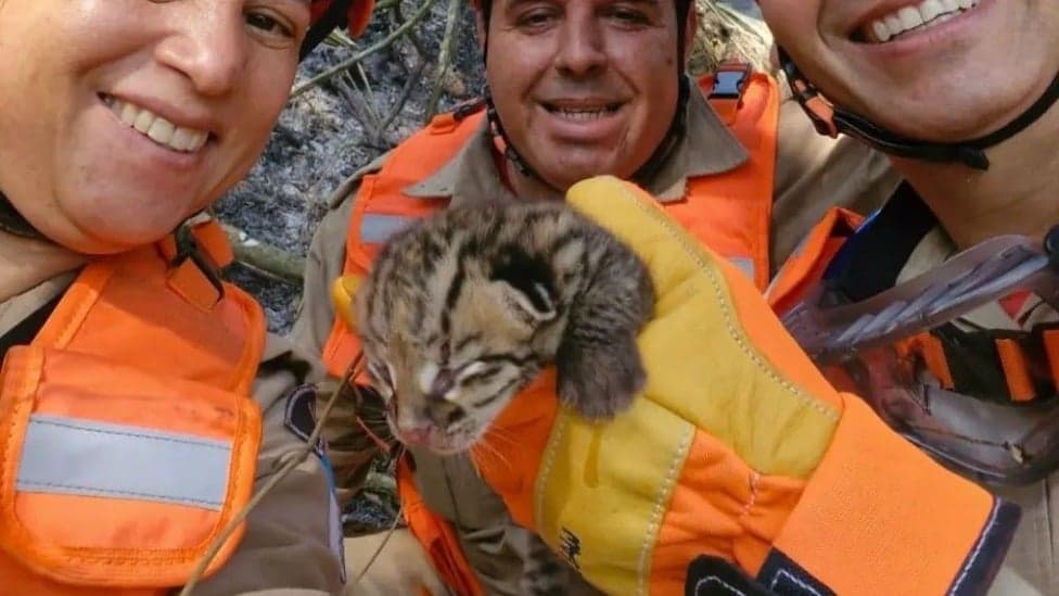 Filhote de jaguatirica é salvo das cinzas em meio a queimadas 