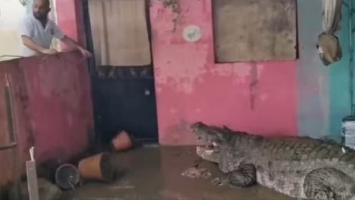 Crocodilo mata homem e cachorros após enchente, na Índia