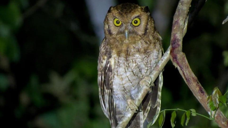 Visita guiada de observação de aves no Parque Estadual do Rio Doce acontece neste domingo