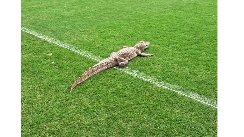 Jacaré invade campo do Vasco e agita redes sociais