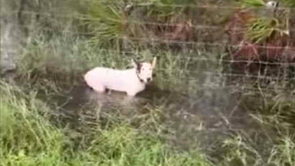 Cão amarrado em poste durante furacão Milton leva dono à prisão