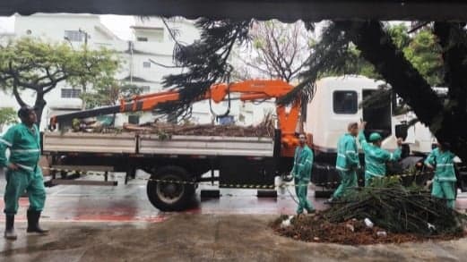 Após forte chuva, pinheiro cai sobre loja em Belo Horizonte; outra árvore corre risco de queda