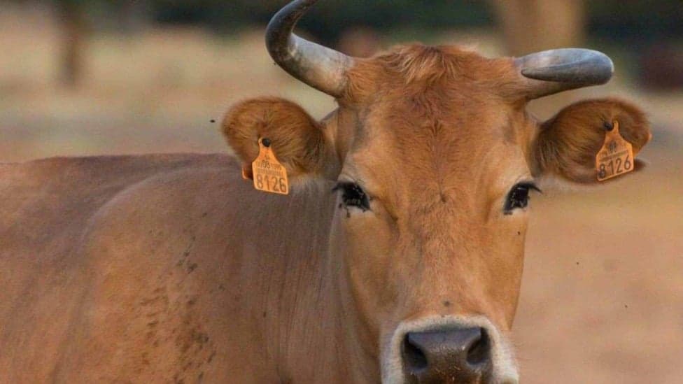 Trabalhador que levou chifrada de vaca na barriga será indenizado em MG 