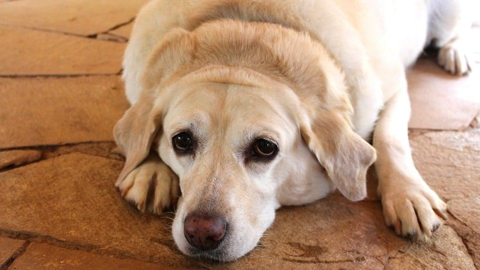 Alimentação correta ajuda no tratamento de cães obesos