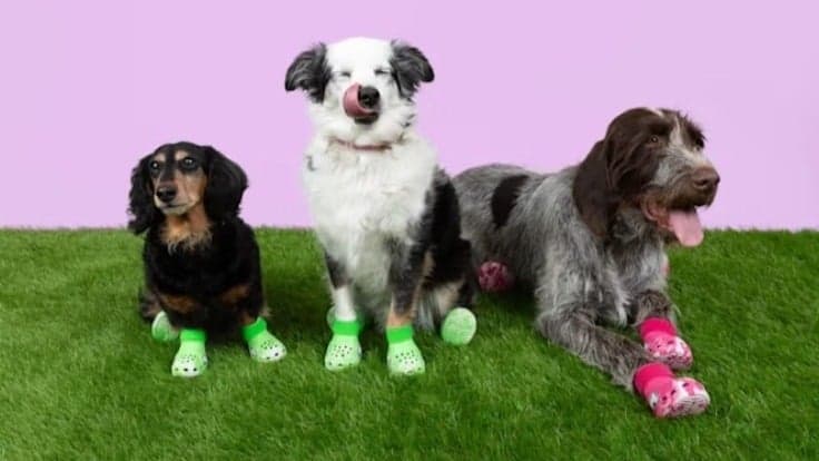 Crocs lança linha de calçados para cachorros no Brasil 